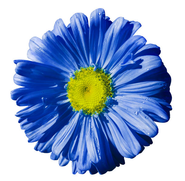 istock Flower blue Chamomile on white isolated background with clipping path. Daisy blue-yellow with droplets of water for design.  Closeup. Nature. 831604538