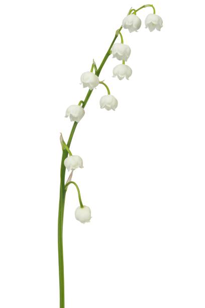 istock Lily of the valley 831604820
