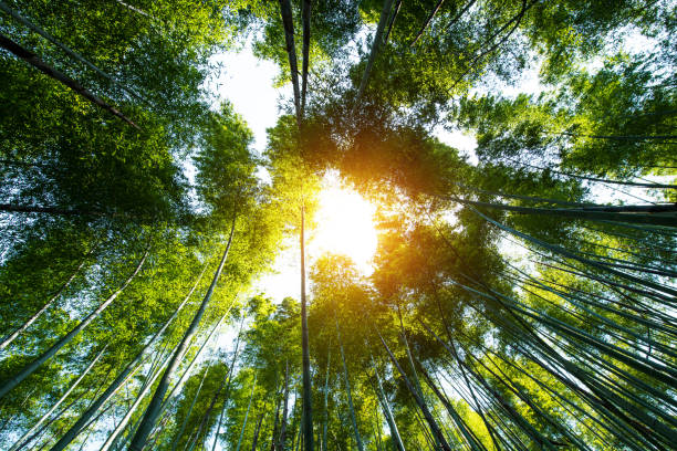 istock Bamboo grove, bamboo forest at Arashiyama, Kyoto, Japan 831608888