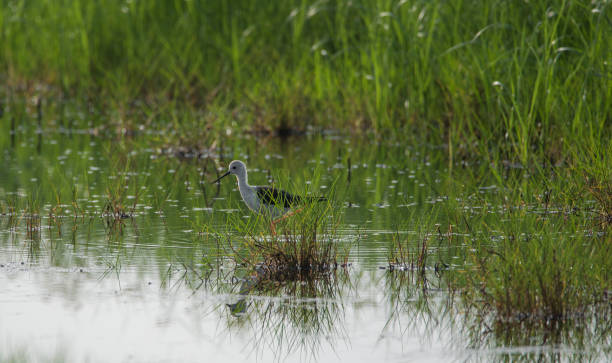 istock Black-winged stilt near a water stream in a paddy field 831608978