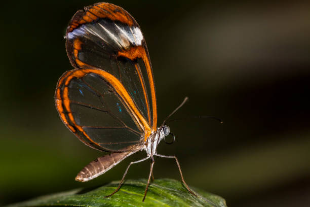 istock Greta Oto, transparent winged butterfly 831611012