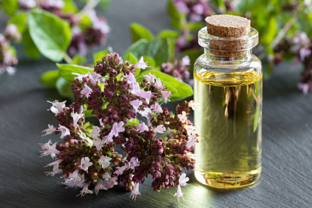 istock A bottle of oregano essential oil 831611052