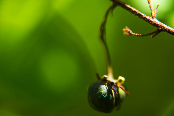 istock Plant Seed hanging on branch 831617040