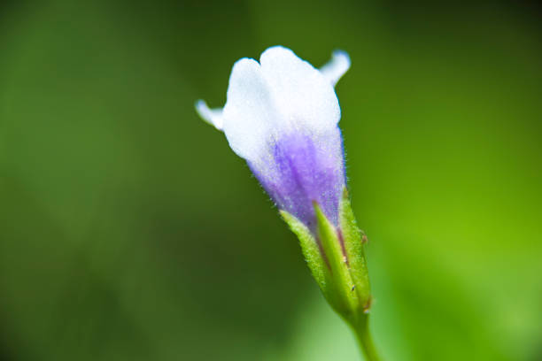 Blue and white Flower in garden