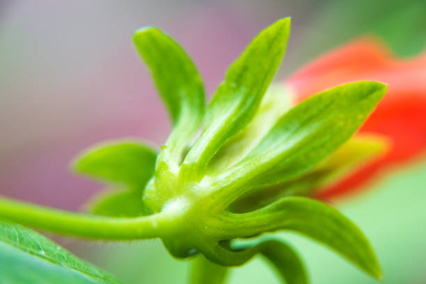 Close up: Red Flower calyx tube