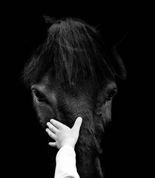 Child hand and horse