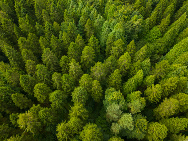 istock Aerial view of a pine forest, Roscommon, Ireland 831618806