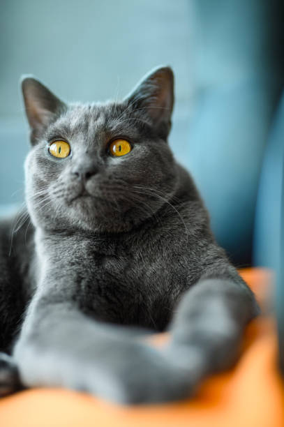 istock Chartreux cat on a flesh 831618846