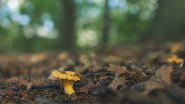 Wild Chanterelle Mushrooms in Sunny Forest