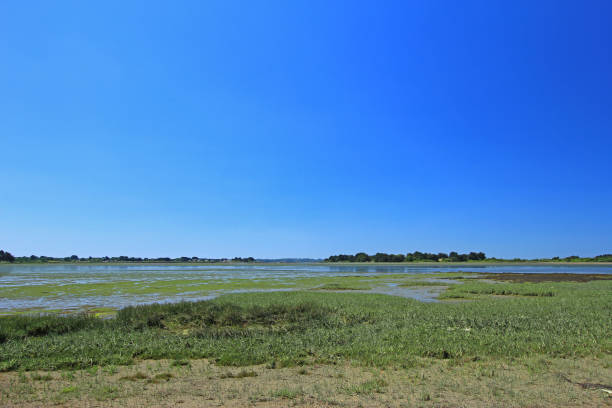 istock Salt marsh with Salicornia 831622370