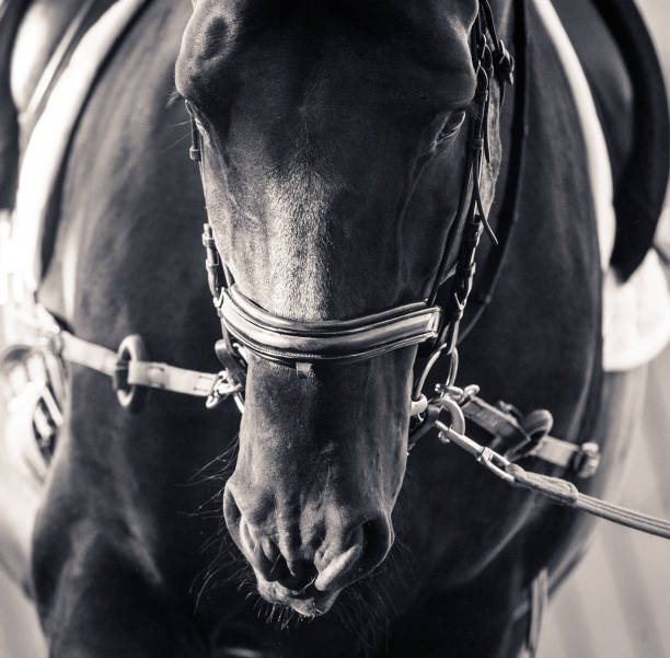 istock Horse in bridle 831622378