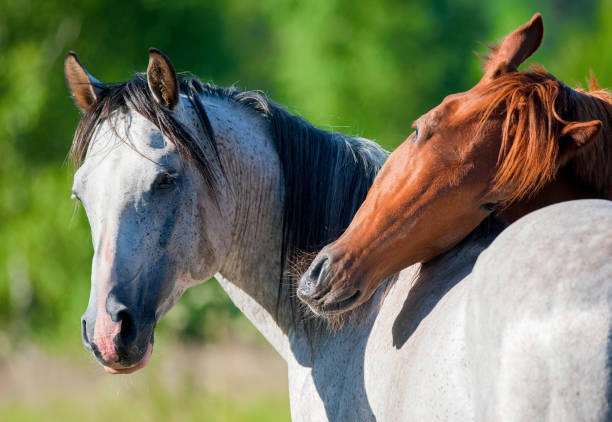 istock Horses friends 831622386