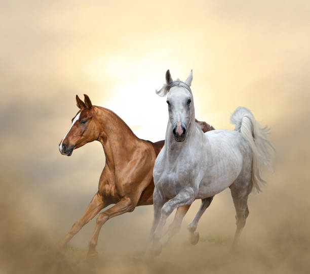 istock purebred horses running in sunset 831622434