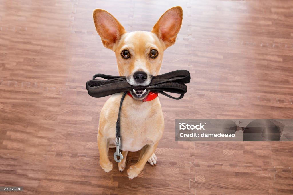 dog   with leash waits for a walk chihuahua dog waiting for owner to play  and go for a walk with leash  , isolated on wood background Chihuahua - Dog Stock Photo