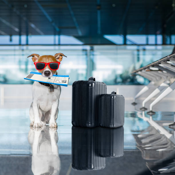 istock dog in airport terminal on vacation 831626012