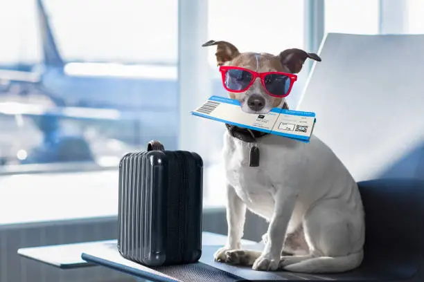 Photo of dog in airport terminal on vacation