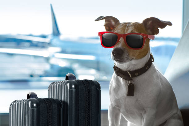 istock dog in airport terminal on vacation 831626144