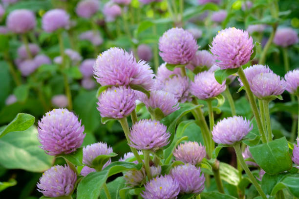 istock Globe Amaranth, Bachelor Button, tropical flower in spring season background, outdoor nature background 831626986