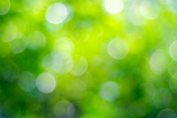 istock Blurred park with bokeh light, nature background, spring and summer season 831627158