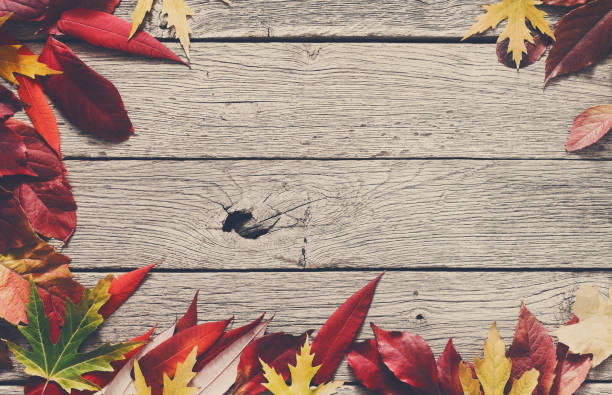 istock Fall season background, red rowan leaves 831631426