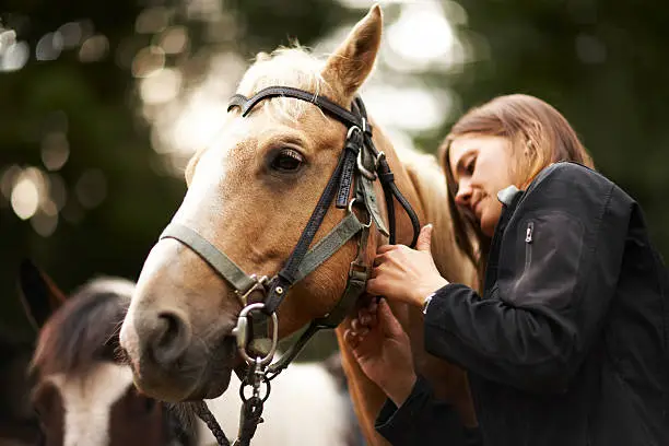 Photo of Woman caring for horse.