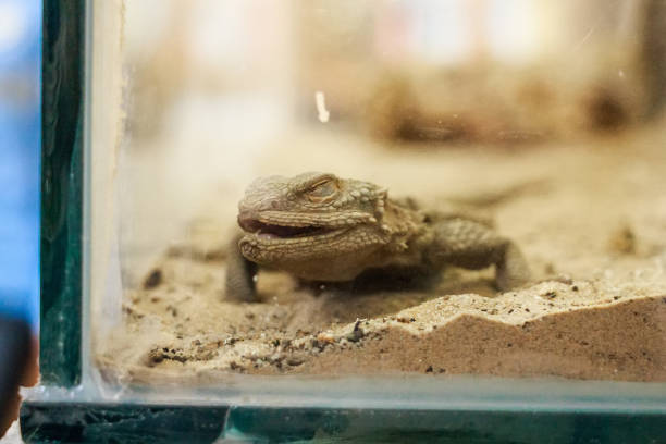 istock Central Bearded Dragon or Pogona vitticeps 831634542