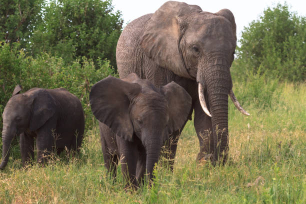 istock Elephant and a baby elephant. Tarangire, Tanzania 831635174