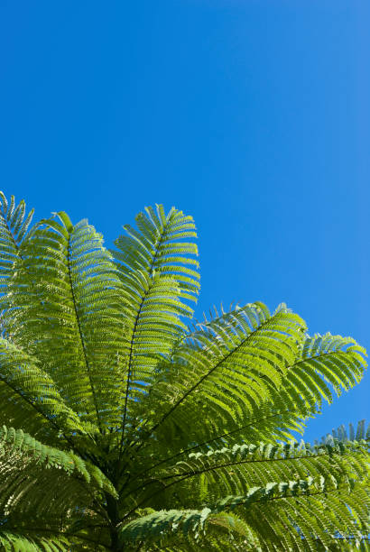 istock Detail of fern 831635610