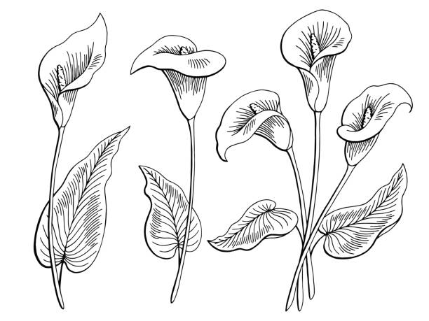 ilustraciones, imágenes clip art, dibujos animados e iconos de stock de vector de ilustración de calla flor gráfico dibujo aislado blanco negro - alcatraz planta