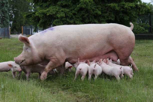 istock Piglets suckling from fertile sow on summer pasture 831638326