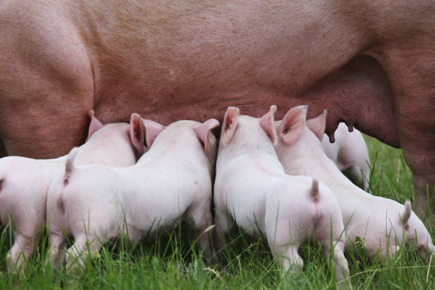 istock Piglets suckling from fertile sow on summer pasture 831638338