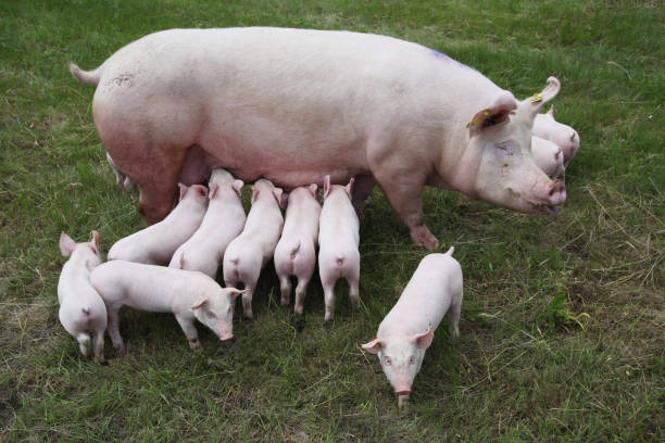 Photo from above a sow and her newborn piglets Little pigs eating milk from mother on meadow. Piglets suckling from fertile sow on summer pasture.Sow and her piglets on summer pasture sow pig stock pictures, royalty-free photos & images