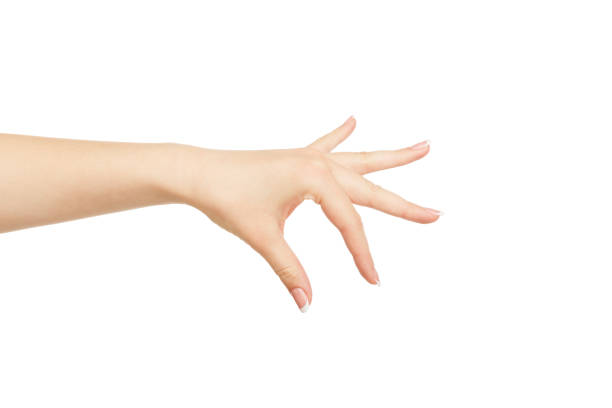 istock Woman's hand picking up something, crop, cutout 831638646