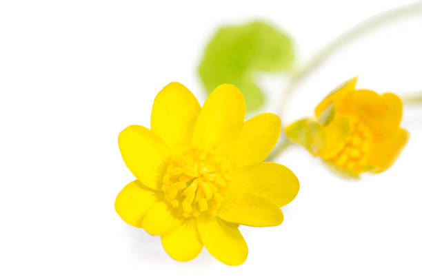 istock Beautiful yellow flowers isolated on white background 831643970