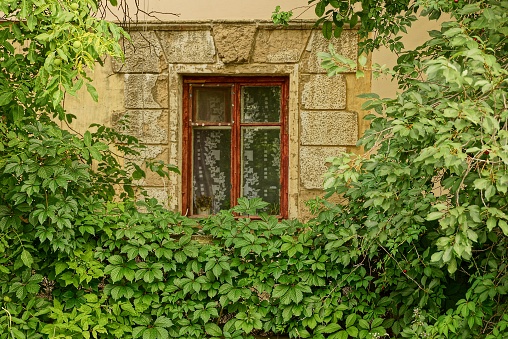 An old window on the wall of the building overgrown with greens and branches