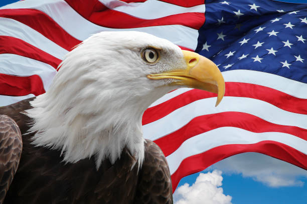 Eagle and US Flag stock photo