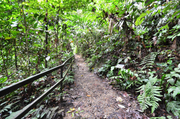 istock Wooden path to summit of mountain Kinabalu 831647796