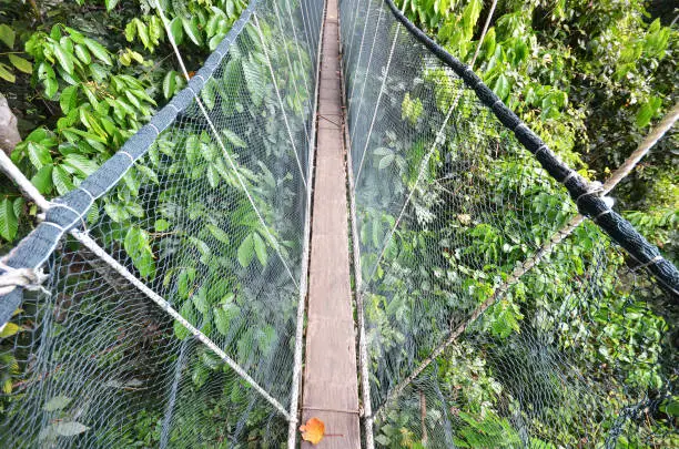 Photo of Poring Treetop Canopy Walk at Ranau Malaysia