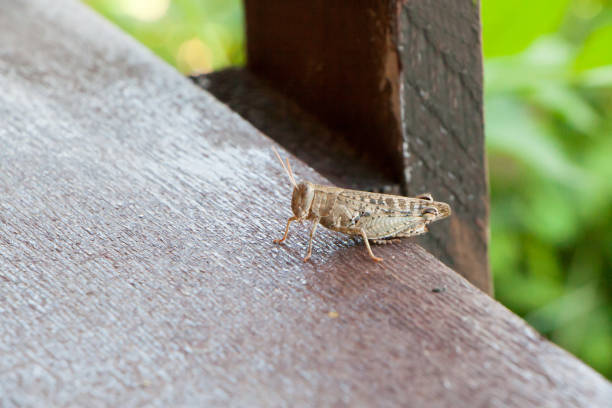 istock the beautiful grasshopper sits on a board 831648106
