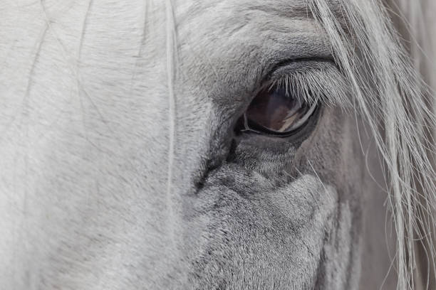 istock Eye of a white horse. 831648832