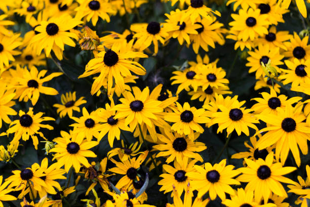 istock Many Black-eyed susan flowers 831649002