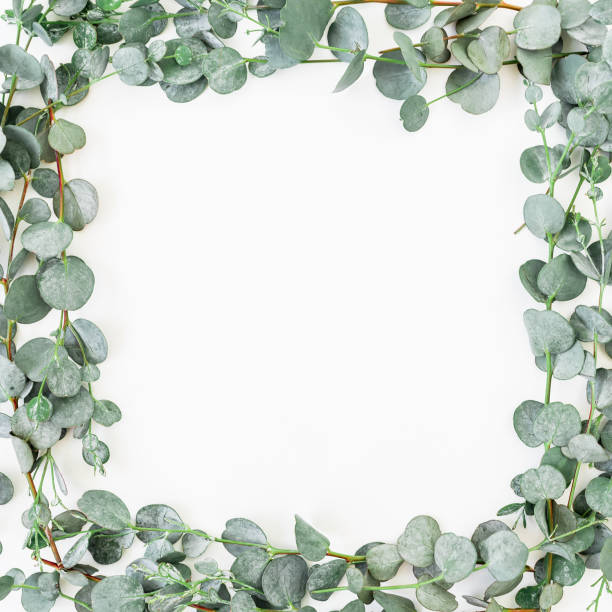 istock Floral frame made of eucalyptus isolated on white background. Flat lay, top view 831652078