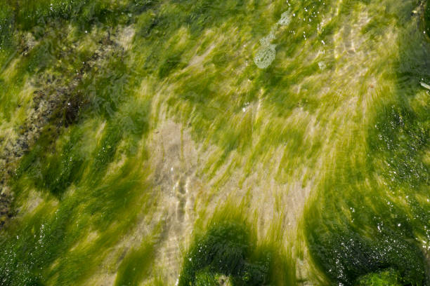 istock Seaweed as backgroung or texture 831656642