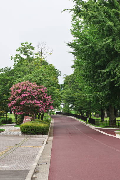 istock Flower of the crape myrtle 831656648