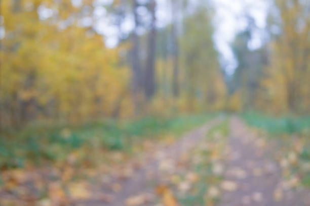 istock Background of beautiful autumn forest with colourful falling leaves. 831656802