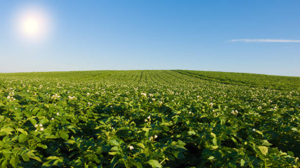 istock Potato field with flowers at sunny day. 831659262