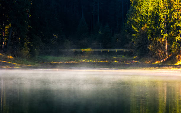 istock foggy surface of the forest lake at sunrise 831660108