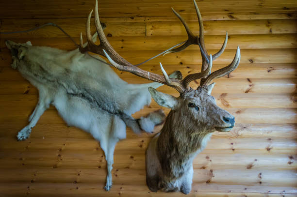 montado de cabeça de veado na parede da cabana - taxidermy deer cabin wall - fotografias e filmes do acervo
