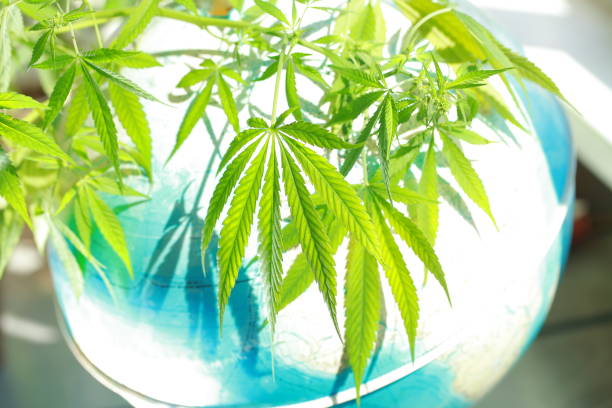 istock Cannabis on the background of the globe 831661434