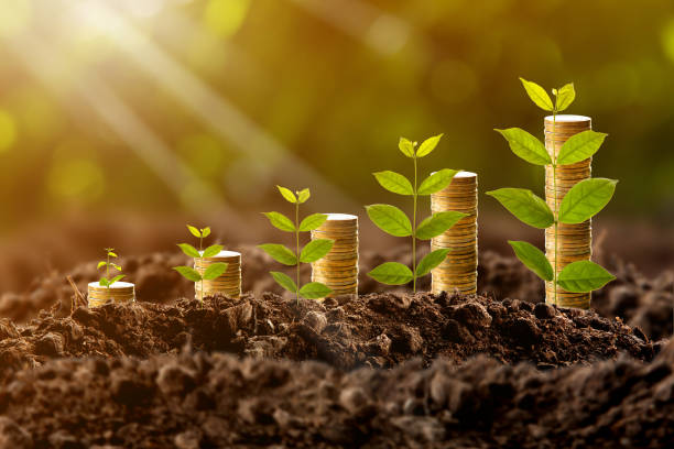 istock Money growing in soil,success concept 831661630